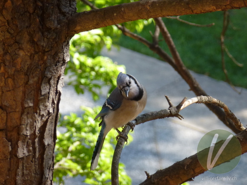 Blauhäher: Übersicht